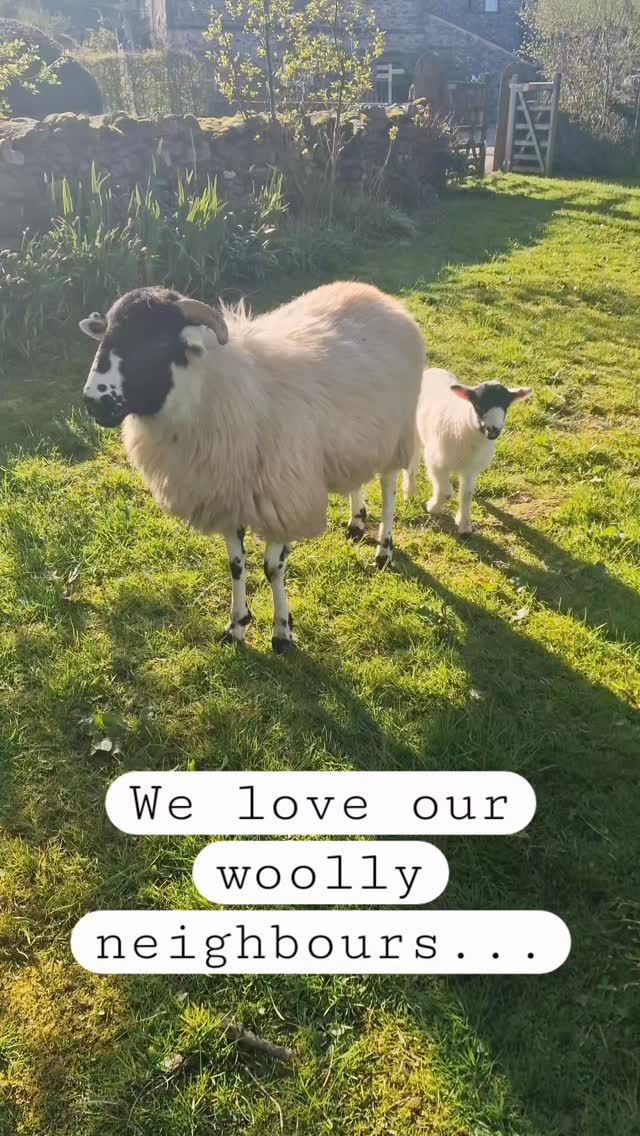 Fun in the garden this morning! 🐑🐏🐑🐏🐑