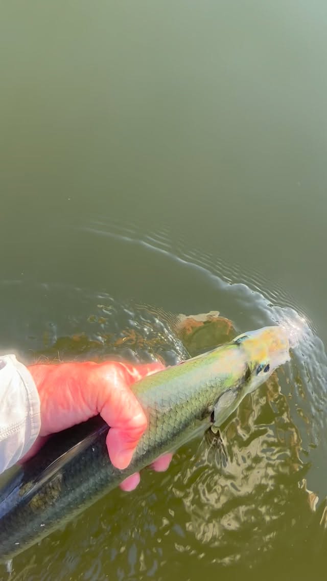Long live the silver queen! 👑
~
#flyfishing #tarpononfly #thehatchoutfitters #hatchout