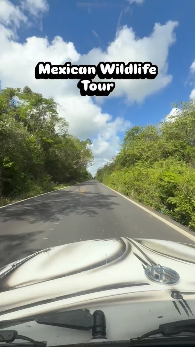 A day in the Mexican jungle and then the Caribbean to see the wildlife of the area. This Austrian couple booked the tour in German, with tours also available in English, Spanish and French to make you comfortable. #wildlife #wildtiere #mexico #animals #birds