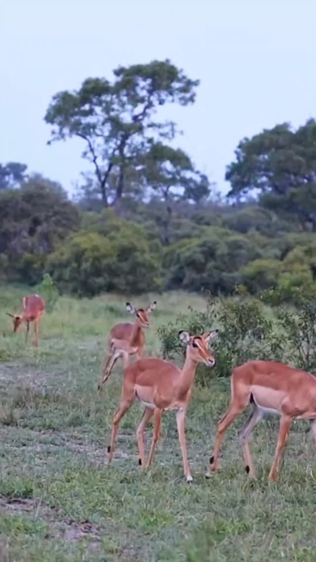A moment of pure wild drama in the African bush 🐆
A herd of impalas grazed calmly, unaware that danger was just beneath their feet. One impala unknowingly walked straight into a leopard lying in perfect ambush — what followed was a breathtaking first hunt for this young predator.
Fresh from leaving her mother, she proved instinct is everything in the wild. A powerful reminder: survival here is raw, real, and unpredictable.
Witness nature unfold in its most authentic form with Gnade Safaris.
📩 info@gnadesafaris.com
📲 WhatsApp: +255793832959
#AfricanSafari #WildlifeMoments #NatureUnfiltered #SafariExperience #gnadesafaris