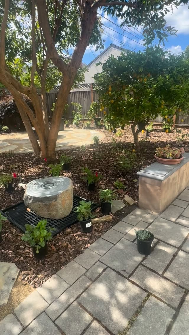 This instillation is almost done! A few finishing touches and itās all set to enjoy this season.
š”
The clients wanted a landscape that allows them to feel immersed in nature, so we removed some hardscape, reconfigured meandering pathways, encouraged pollinator habitat, and used a variety of plants that provide different heights and fragrances.
š¤³
Stay tuned for more after and before photos!
.
.
.
#landscapedesigner #californianativeplants #sustainablelandscaping #outdoorliving #gardenidea