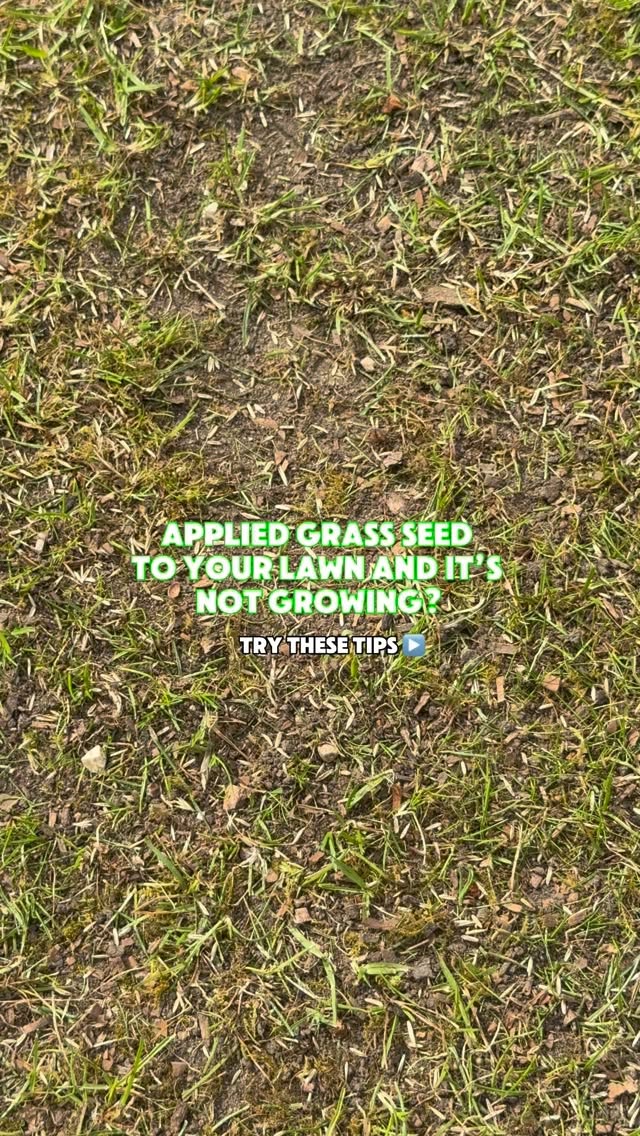 We’ve all been there where we’ve put some new grass seed down on our lawn, we wait and… nothing happens 😩 so here’s a few reasons why your grass seed might not be growing and what you can do to help ⬇️
1) you’ve gone cheap, we all love a bargain but it can mean more poor quality giving you poor results.
2) you didn’t use a pre-seed fertiliser, this can be a real game changer and will help seed germination.
3) you didn’t key the seed in - try using a garden fork to do this or apply top soil to tuck the seed in.
4) water, water, water - this step is key! twice a day if there is no rain due.
5) finally, be patient! we’re not talking a couple of days.. sometimes it can take up to 14 days to start to see the grass come through. Stick with it and you’ll see results.
Lawn care | lawn | gardening | garden | green grass