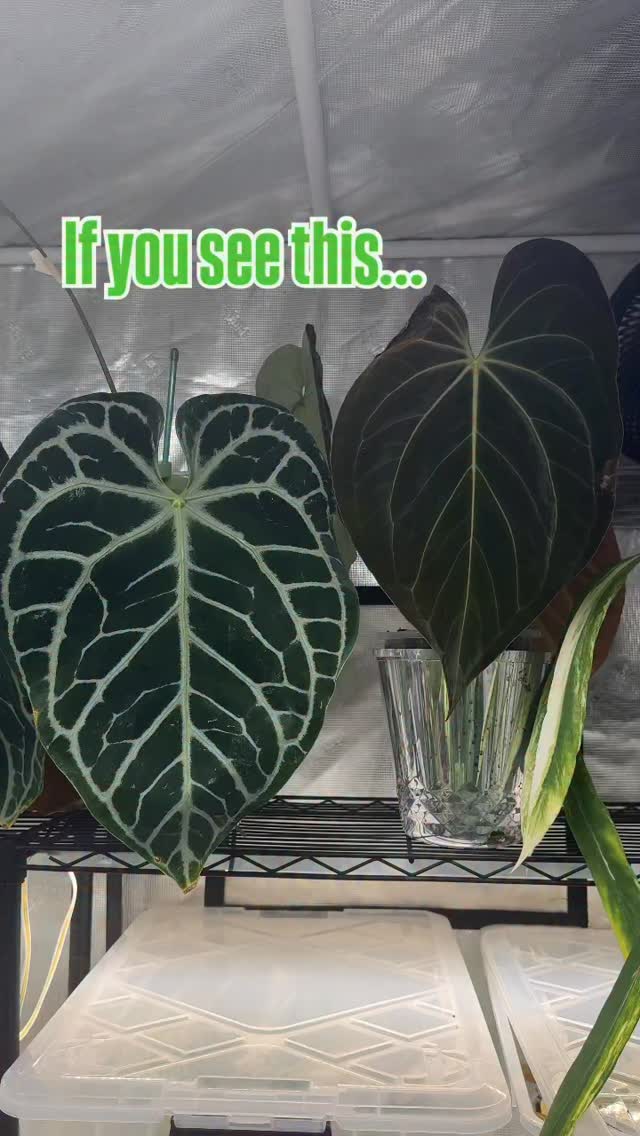 Instagram and its algorithm are wild. Sometimes your reel blows up and sometimes it feels like everyone is taking a day off. 😄
I create contents when I am inspired. But sometimes I dont and that’s okay.
My fellow Instagram warriors, Social Media fatigue is real, so be mindful of your mental health, acknowledge and hit that pause button if you need to.
#plantsmakepeoplehappy #plantagrams #protectyourenergy #plantcommunity #plantlife