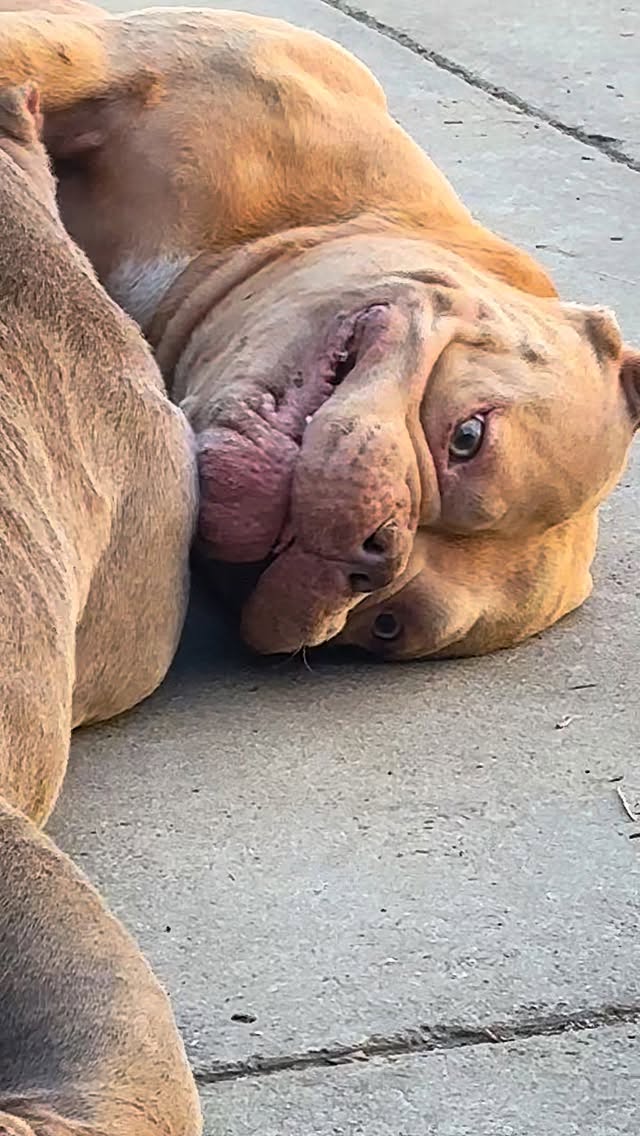 She’s too cute 😂🥰❤️
Little miss Dusa being adorable during playtime 😊
#818concepts #thebullyobsession #pocketbully #americanbully #dogsofig