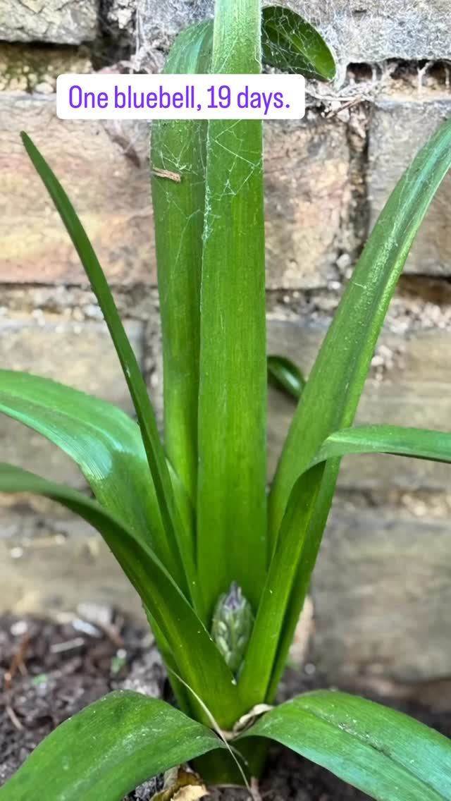 Spring is here and it’s glorious!
One bluebell, 19 days. I thought you might enjoy this @meredith.kirton @costasworld
#Spring #springtime #flowerstagram #stresslesscraftmore #happyplace