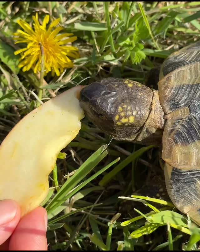 Hallo zusammen🤗
💚🐢 Ich bin der Speedy.
Ich gehöre auch zum Team des Begegnungshofes der Selztallamas.
Mit meiner Freundin 🐢Eva wohne ich in einem großen Auslauf, in dem wir auch überwintern. Vor ein paar Wochen bin ich aus dem Winterschlaf erwacht und rausgekrabbelt.
Es ist dann aufgefallen, dass ich komische, etwas eingefallene Äugelchen habe und….zack, ging es in die Kiste und ab zum Tierarzt. 😏
Der hat mich gründlich untersucht und mir eine Aufbauspritze in mein Hinterbeinchen gegeben. Mein Stoffwechsel kam wohl nach der Winterruhe nicht so richtig in Schwung. Nachts war es auch noch recht frisch.
Eine Creme für die Augen gab‘s auch noch mit und jetzt kommt’s……🙏🫶 eine Woche Urlaub bei Oma 😁 Was kann einem besseres passieren 🤗
Ich wohnte in der gut ausgestatteten Kiste, bekam noch ein Wärmelämpchen und wurde täglich zärtlich warm gebadet!
Jackpot 🥰
Jetzt bin ich wieder fit, fresse und trinke gut und bin jetzt wieder draußen bei Evchen 😌
Yeah🫶☀️
Beste Grüße, 🐢💚 Speedy
Ach ja, den pinken Aufkleber hab ich grad nur, damit ich gut gesehen werde. Später kommt da wieder ein kleiner Tracker drunter……mein Name ist nämlich Programm 🤭 Sicher ist sicher ☝️
#schildkröte #selztallamas #frühling