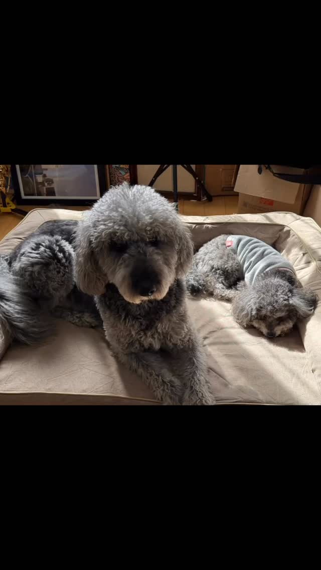 ラブラドゥードルのジークくん🦮
トイプードルのさちちゃん🥰
大きさは違うけど、仲良しコンビ🐶🐶💓
お散歩はそれぞれ1頭ずつ🚶♀️
ジークくんは「ぼく引っ張りませんよ〜」な優等生👏
さちちゃんは小さな体でてくてくしっかり歩きます🐾✨
ごはんはご指示通りにしっかり完食🍚
そのあとはマッサージでうっとりタイム💆♀️
気づいたらそれぞれ好きな場所でまったり…😴
大きくても小さくても、やることは同じ
「いつも通り」がいちばん安心だね🐾✨
#アニマルヘルパーなありん
#名古屋市ペットシッター
#ペットシッター
#ラブラドゥードル
#トイプードル💕