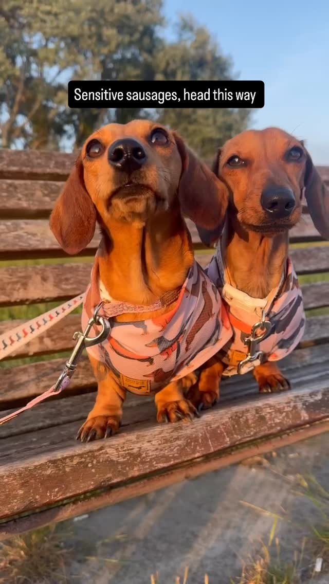 STOP SCROLLING IF YOU HAVE A SENSITIVE SAUSAGE 🚨
A lot of Dachshunds struggle with seasonal allergies 🤧
As much as we love the sunshine, it can wreak havoc on itchy skin . . . especially for our little grass monsters who live for outdoor adventures 🌿
That’s why we use our DoxieCool vests as a barrier, helping to protect against those itchy scratchies while they explore in comfort 🐾
Less itching, more adventuring 💛
#dachshundlife #doxielove #itchydog #dogallergies #sausagedog dogsofinstagram doxiecool