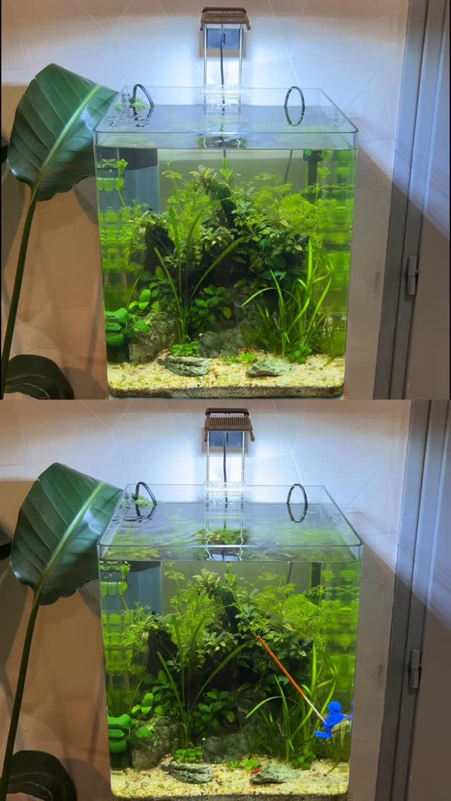 Car ce porte Lollies peut faire toute la différence dans vos aquarium, et surtout pour vos crevettes…🫵🏻🦐
#crevettes #shrimp #aquarium #lollies