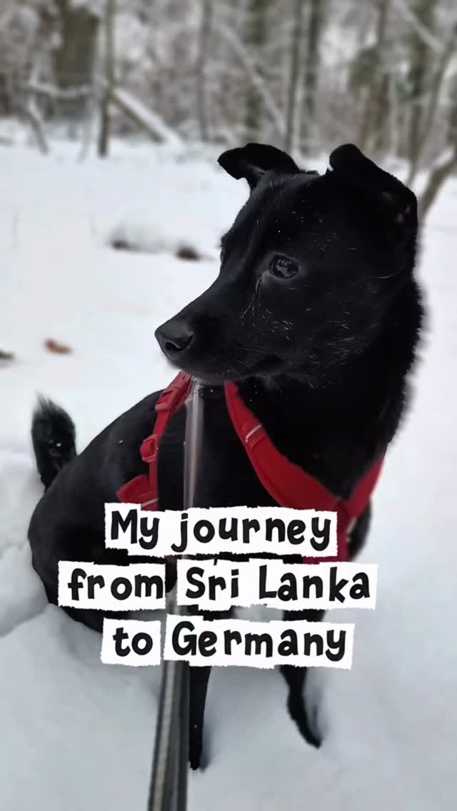Hello everyone!
I’m Leyla, 16 months old, originally from Sri Lanka and now living in Germany!
I’m so grateful to Animal Wellness Trust for finding me, taking me in, and nursing me back to health. Because of you, I got a second chance at life and even found my forever family, who adopted me all the way to Germany.
A special thank you to @animal.shelter.tikiri.trust , especially Indira, for taking such loving care of me during quarantine and handling everything for my journey to Germany. I felt safe every step of the way because of you.
I have arrived safely in Germany, and now I’m being completely spoiled in my new home. I couldn’t be happier.
I wish with all my heart that more dogs get the same chance I did to be loved, cared for, and to finally find a place to call home.
Lots of love,
Leyla 🐶