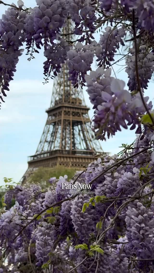 This is why people regret not visiting Paris at the right time 💜👇 Save these wisteria spots for your spring trip to Paris:
📍Port Debilly (next to Pont de Bir-Hakeim)
📍Grande Mosquée de Paris
📍Rue de l’Abreuvoir
📍Au Vieux Paris d’Arcole
📍Maison Européenne de la Photographie
👉 Send this to someone who needs to see this
🙌 Follow @judyparisguide for more Paris places and hidden gems
#parisnow #parisguide #springinparis #parisjetadore #aprilinparis