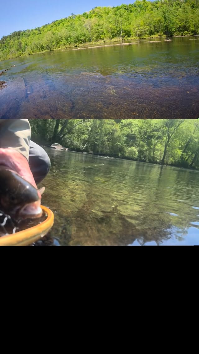 Low water + dry fly sippers = 🤘🤘🤘
~
#dryordie #flyfishing #thehatchoutfitters #hatchout
