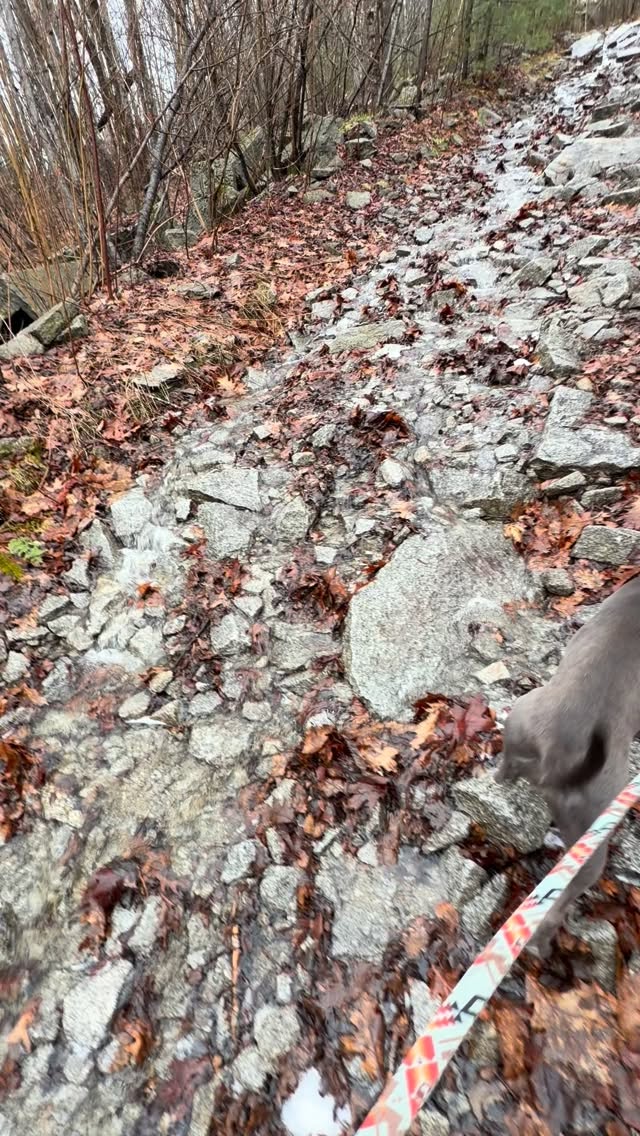 Today’s hike had me feeling like I was prepping for hiking Chimney Pond trail just after; or during a rainstorm 🤪 #iykyk Or maybe I’m just prepping for Scotland 🏴 🤎 #hikemaine #waldo #adventure