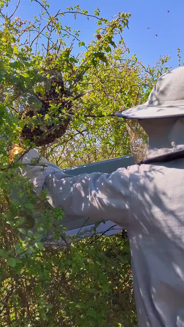 It's that time of year again !
Another easy swarm collection, this time from a hedge!
#beeswarm #beekeeping #swarm #countryliving