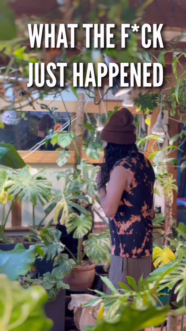 I genuinely don’t even know what just happened.
Plantstock: The Return of the Jungle…
SOLD OUT. In THREE days.
VIP… gone.
General… gone.
My sanity… hanging on by a thread.
You lot didn’t buy tickets…
you attacked them.
And I love you for it.
But also… seek help.
Now listen…
If you missed out, don’t sit there sulking into your houseplants.
You can still come and experience the jungle.
My shop.
My actual house.
The madness behind it all.
You can book a visit for FREE any time throughout the year.
👉 Book here:
https://www.thebeardedplantaholic.com/service-page/visit-the-plantaholic-haven
(or hit the link in my bio if you’re feeling lazy)
Same jungle.
Same chaos.
Just… fewer feral humans at once.
One love, tiny phone people 🌿❤️🫡
