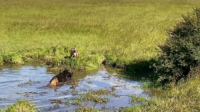 Buffalo vs Hyena 🐃🔥
Chaos at the water… a pack closes in—but this buffalo fights back and wins.
Raw. Wild. Unstoppable.
Have you seen a moment like this on safari? 👇
📩 info@gnadesafaris.com
📲 WhatsApp: +255 793 832 959
#GnadeSafaris #SafariMoments #Wildlife #AfricanSafari #NatureUnfiltered