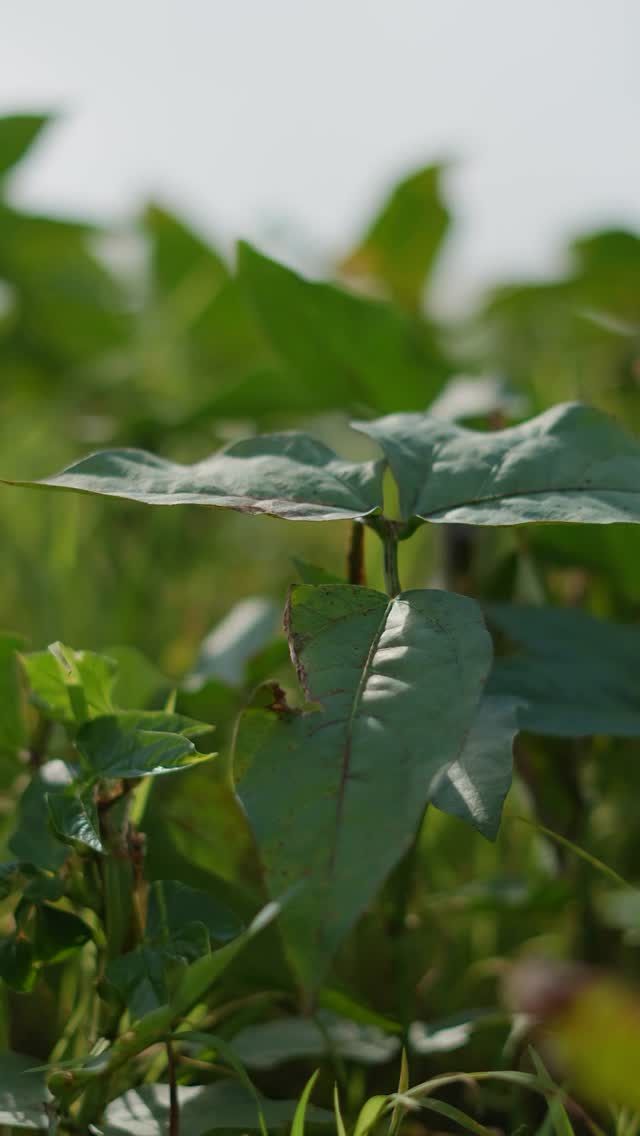 Mas é no campo que tudo começa.
É trabalho diário, tempo respeitado e dedicação em cada etapa.
Porque produzir é, acima de tudo, cultivar vida. 🌾
#Diamante.