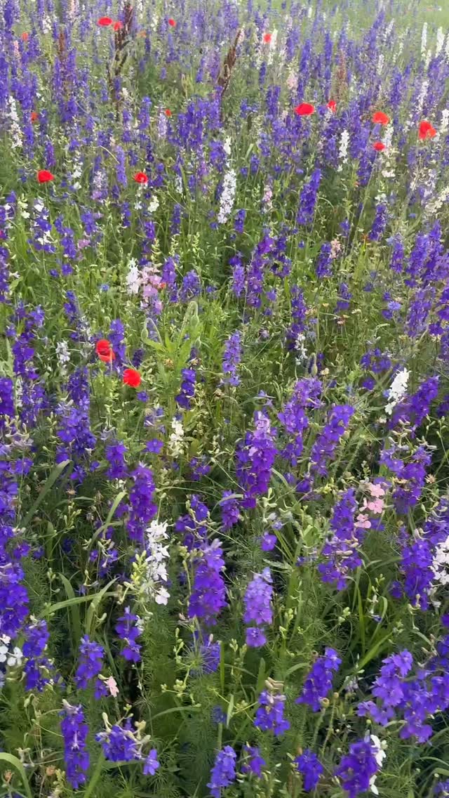 If anybody wants to do a flower session in Bridgerton vibes, count me in! #texaswildflower #dallasphotographer #richardsonphotographer #garlandphotographer #planophotographer