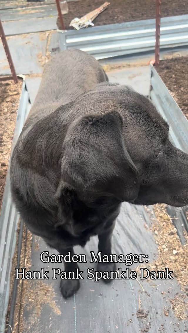 Hank is happy any day the doors open, the forecast says “no rain,” and he can roll around between supervising the neighborhood from the fence windows 🐾