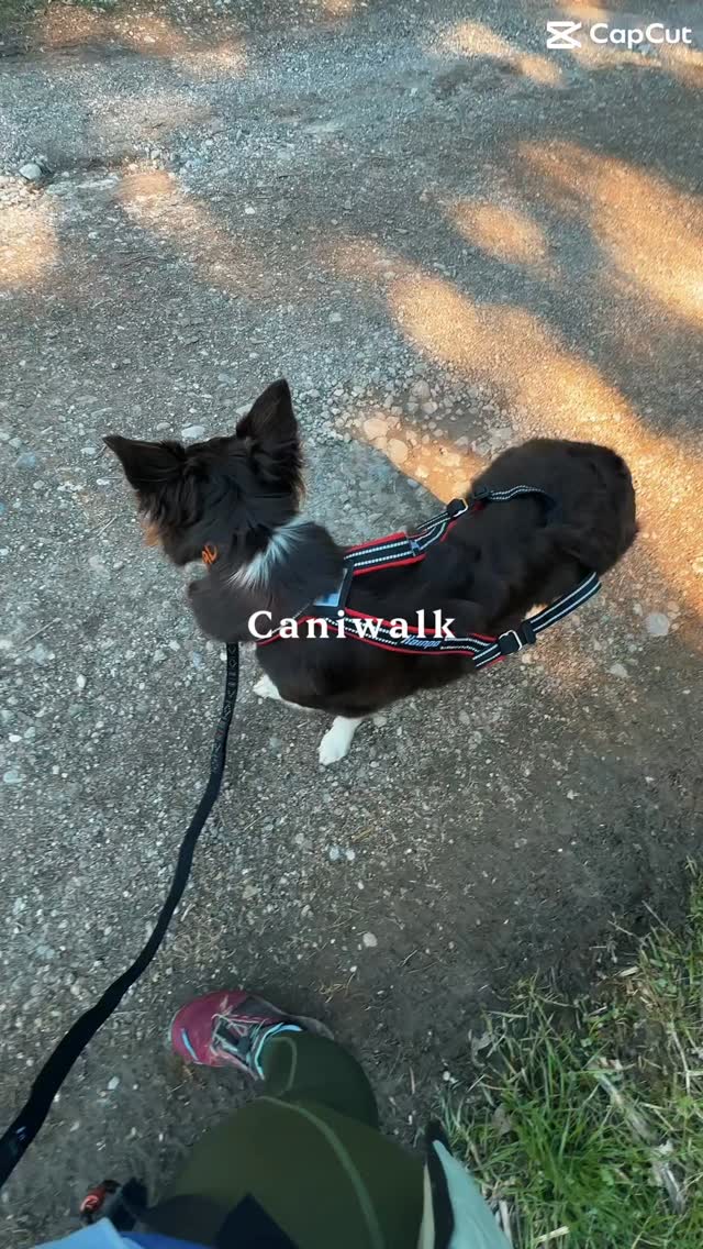 Caniwalk Feierabendrunde 🧡
Warum ich den Zughundesport so liebe?
Weil er so vielseitig ist und für (fast) jedes Wetter und Team was dabei ist 🥰
CANITRAIL
CANIWALK
#caniwalk
#canitrail