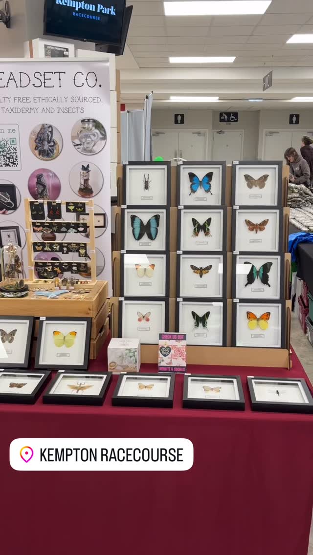Kempton Racecourse - 11am until 3:30pm today (26th April 2026). Huge invert and entomology show run by @invertshowsofficial
#invertshow #london #invert #entomology #greatdaysout