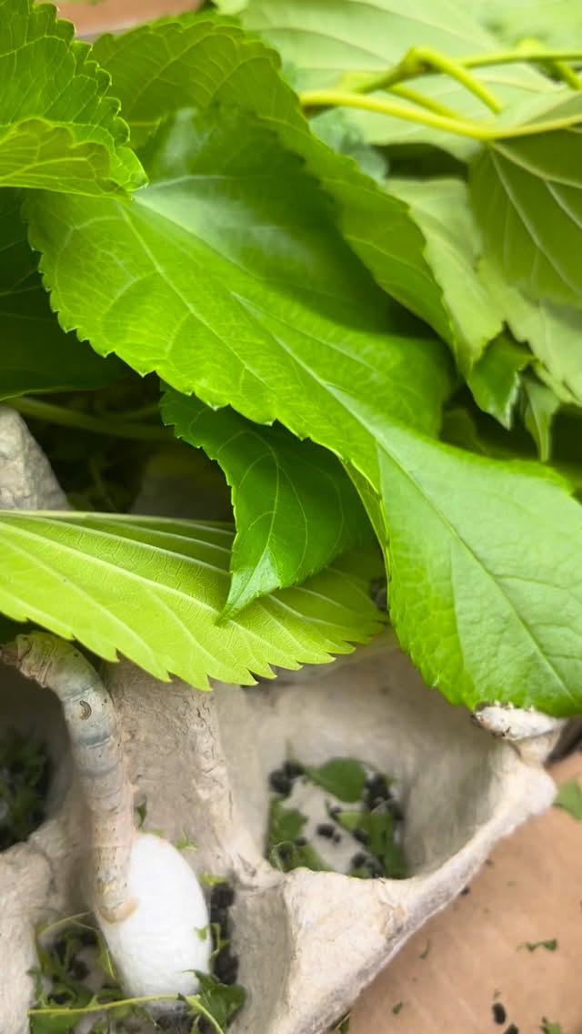 That is the sound of our silk worms eating. I am always fascinated by the chewing sound of these little creatures. #alamedaartsfun #alamedaarts #alamedacalifornia #silworms