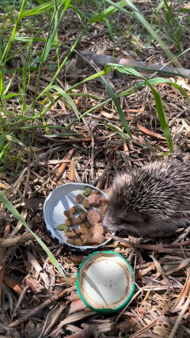 Heute kam Besuch 🦔