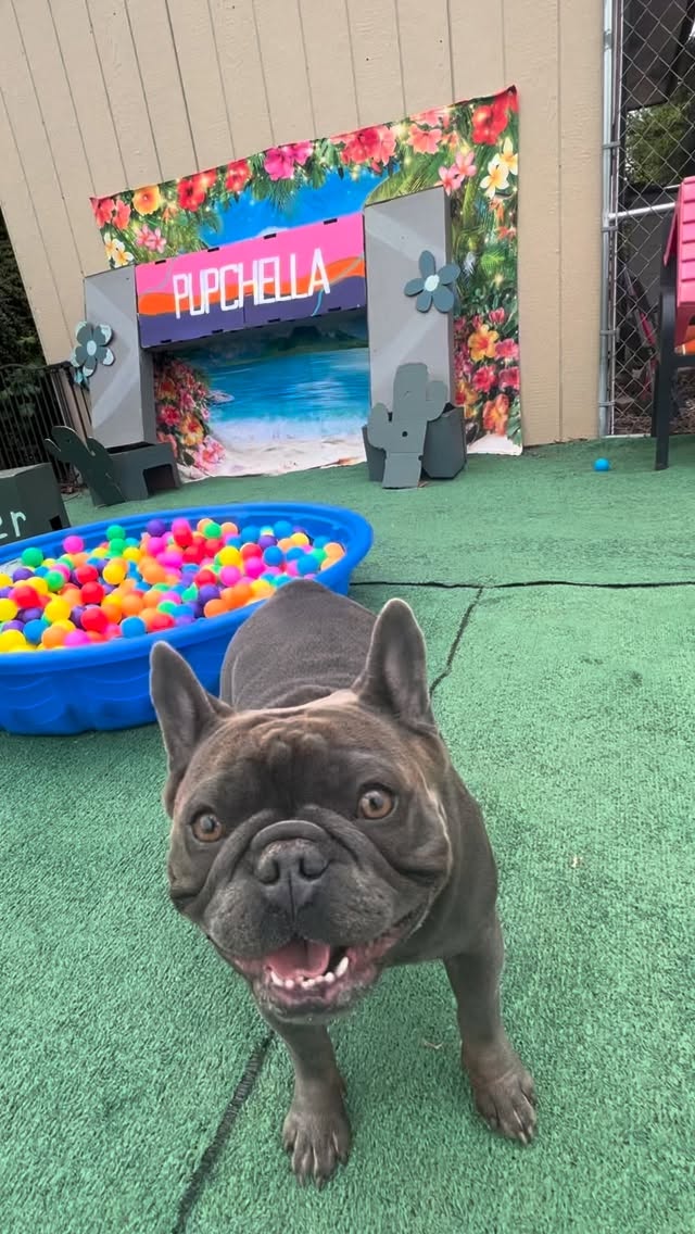 T H U R S D A Y & F R I D A Y #pupchella