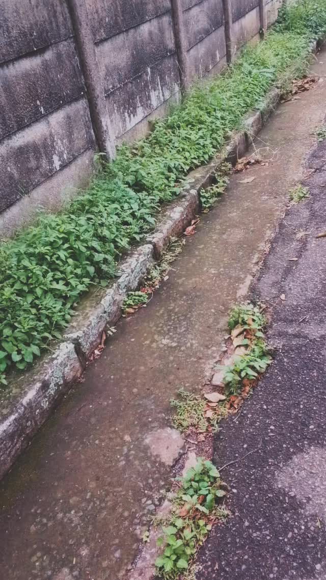 Always cleaning, greening, monitoring, securing and promoting the precinct.
#Servicedelivery #floridaroad #durban #floridaroaduip