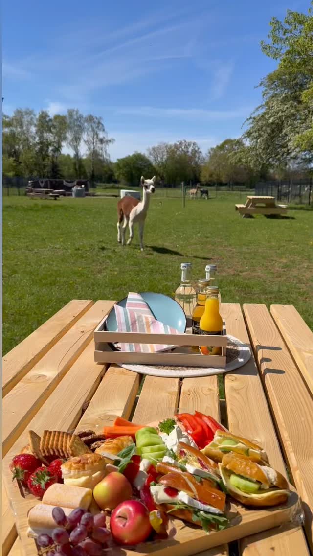 Alpaka Picknick! Sonne genießen , Alpakas kennenlernen und Snacks schmecken lassen . Einfach perfekt!#reinholdalpaka #alpacalove #inlovewithalpacas #socute