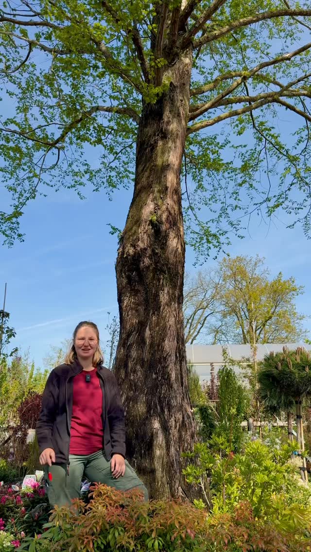 🌳 Tag des Baumes 🌳
Wir haben unser Team gefragt: Welcher ist dein Lieblingsbaum? 🌿
Von Amelanchier über Larix decidua, Carpinus betulus und Cercidiphyllum japonicum bis hin zu Acer campestre, Quercus palustris und Metasequoia glyptostroboides – jede Art hat ihren ganz eigenen Charakter. 🌱✨
Und jetzt seid ihr dran: Welcher Baum ist euer Favorit? 👇🌳
#TagDesBaumes #Baumliebe #Lieblingsbaum #Baumschule #natur