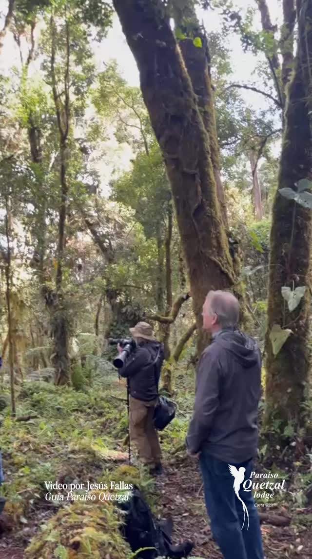 Esperá hasta el final para ver a nuestro protagonista. 🥹
Así se ve un tour durante la época de anidación. Es una temporada lindísima porque, más allá de verlos volar, nos regala estas escenas súper tiernas de los pichones asomándose desde la seguridad del nido para dar sus primeros vistazos al bosque.
Reserva con nosotros un tour inolvidable, pregunta por nuestras promociones de hospedaje para mayo y junio 2026. 👇
Whatsapp: 8392-8298
Teléfono: 2200-0241
Video por nuestro guía Jesús Fallas
#Quetzal #CostaRicaNature #ExploraParaisoQuetzal #VidaSilvestreCR