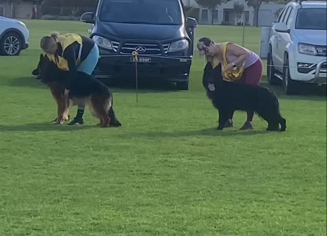 Koko 2nd Place Junior LSD Bitch @ speciality comp GSDSC today