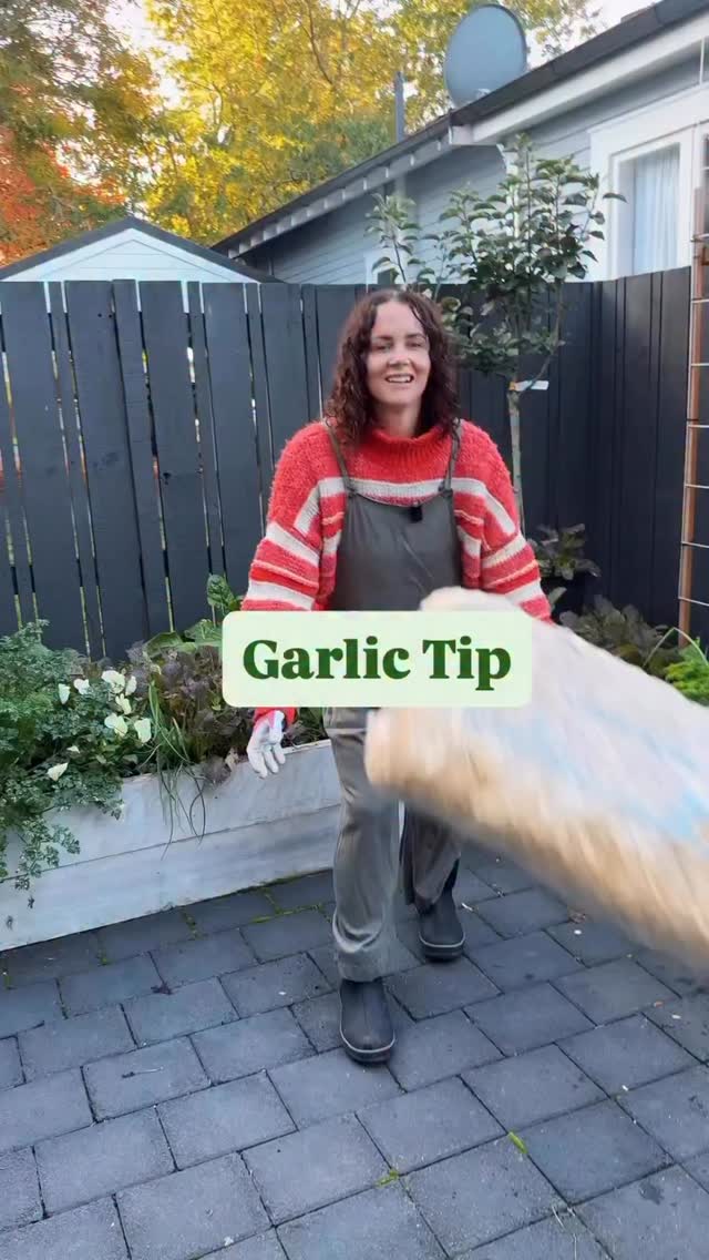 Garlic tip 🧄
Pea straw and garlic are honestly best friends & weeding between garlic is the absolute pits 😖
So here is a growing tip for an easy life…the best gardening hack in autumn is to use pea straw around your garlic. It keeps weeds down and saves you a heap of time…not to mention, you won’t disturb your garlic when you yank out those large, overgrown weeds.
Also, I love these little bales you can get too! Great for small gardens like mine 🫶🏽
Filmed in 0.5 - thanks Ray 🫣😂🫠