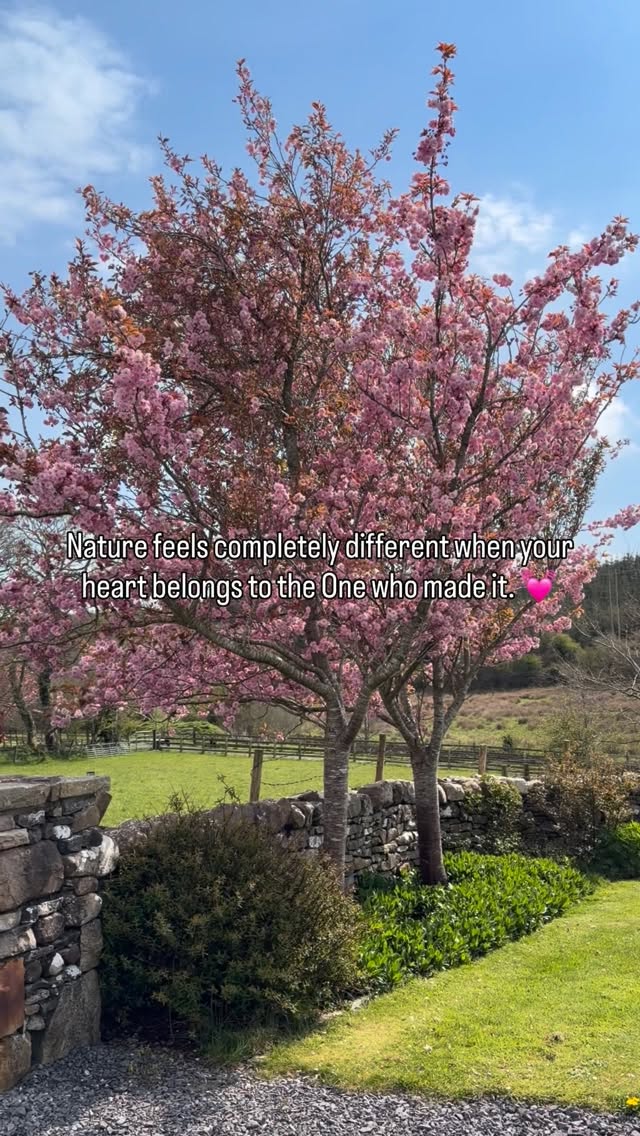 Our cherry blossom is such a welcoming sight each spring. A beautiful reminder of our Creators artistic talents. 💓🌸
#cherryblossomseason #cherryblossoms #cherryblossom #ourcreator #westofireland
