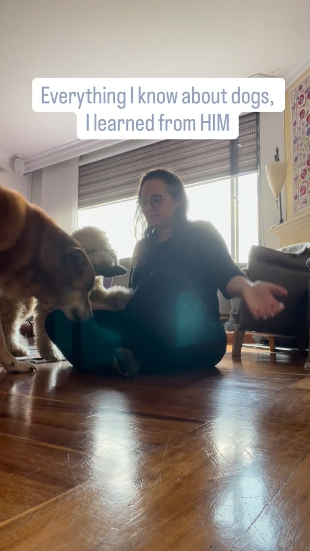 No soy yo quien lo entrena a él...
es él quien me ha enseñado a ser mejor humana durante los últimos 11 años. 🐾
Astro llegó a mi vida para cambiarlo todo. Cada lamida, cada paseo y cada mirada me enseñó que la responsabilidad de tener un perro va mucho más allá de darles comida; se trata de entender su mundo.
Esa conexión es tan especial que decidí darle voz. Por eso creamos nuestro Comic Book, Obediencia Básica Para Humanos, escrito desde el POV de Astro, para enseñarle a otros humanos cómo hacer feliz a los perro y ser dueños responsables. 📚🐶
Si eres nuevo papá o mamá perruna, o simplemente amas a los animales tanto como yo, ¡tienes que conocer esta historia!
📍 ¡Te esperamos en la FILBO!
Vengan por su comic y hablemos de perros en el Pabellón 8, Segundo Piso, Stand 120. ¡Astro y yo queremos conocerlos!
#FILBO2026 #ComicBook #MundoPerruno #PuppyTrainingTips #pastorcolombiano