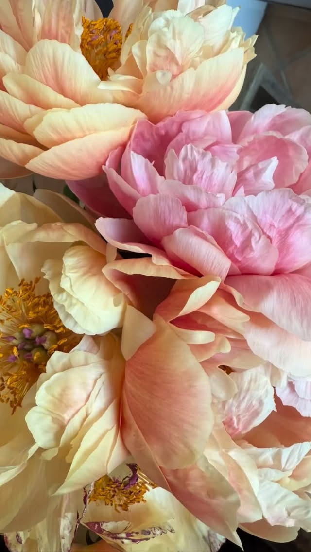 It’s peony season in France! 💕
Peonies transport me to my childhood home, where my mom tended to dozens of peony bushes and our home was filled with their delicate fragrance.
Memories surface of the warm spring days, running outside with the screen door slamming behind us, squealing with delight as we dashed through the sprinkler, capturing fireflies at dusk.
Peony bouquets remind me of a favorite Anaïs Nin quote that begins with: “And the day came when the risk to remain tight in a bud was more painful than the risk it took to blossom.” (In full below.)
She speaks to a universal truth: We are conditioned to play it safe, let fears and practicalities dictate, and settle. We shrink and dim our lights to accommodate the “shoulds” rather than dream big.
Remaining stagnant leads us to feeling burned out, apathetic, and longing for something deeper. We carry a sense that something is missing yet feel stuck on how to break free. We become resigned to a kind of deadening normalcy.
For some, the suffering of being stuck is far worse than the fear of change. So we bravely leap into the unknown, we take chances, and we pursue passions that revive our soul.
We catapult into a new way of living so energizing, authentic, and true that we fully understand once you bloom, there’s no returning to the bud.
🌸🌸🌸
Anaïs Nin full quote:
“And the day came when the risk to remain tight in a bud was more painful than the risk it took to blossom.
Life is a process of becoming, a combination of states we have to go through. Where people fail is that they wish to elect a state and remain in it. This is a kind of death.
Living never wore one out so much as the effort not to live.
Life is truly known only to those who suffer, lose, endure adversity and stumble from defeat to defeat.
Perfection is static, and I am in full progress.
Abnormal pleasures kill the taste for normal ones.”
✨✨✨
#lifecoaching #executivecoaching #coaching #tuesdaymotivation #awakening #dreambig #authenticself #anaisnin #growthmindset #anaisninquote #blossom #bloom #risktoremaininabud #moonlightmusings #peonies #peonyseason