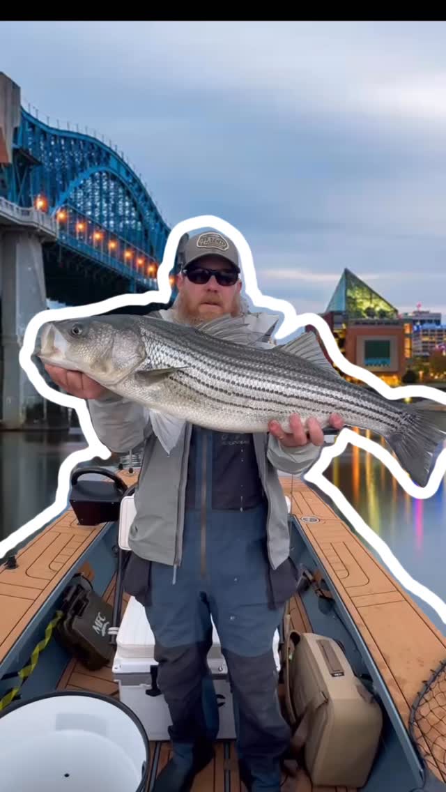 Lots of folks are saying that our previous video was edited and that we didn’t catch these stripers downtown Chattanooga. So here’s the unedited video to prove it!
~
#chattanooga #thesceniccity #morepotholesthanpavement #flyfishing #thehatchoutfitters