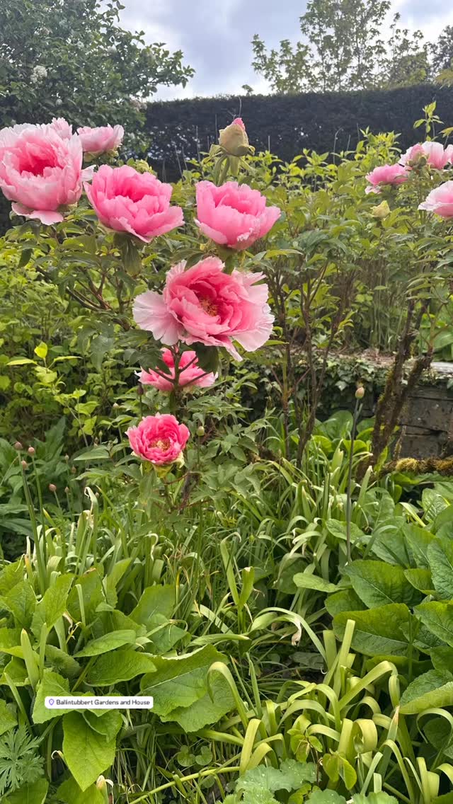 Festival of Gardens and Nature this weekend. 💚☘️