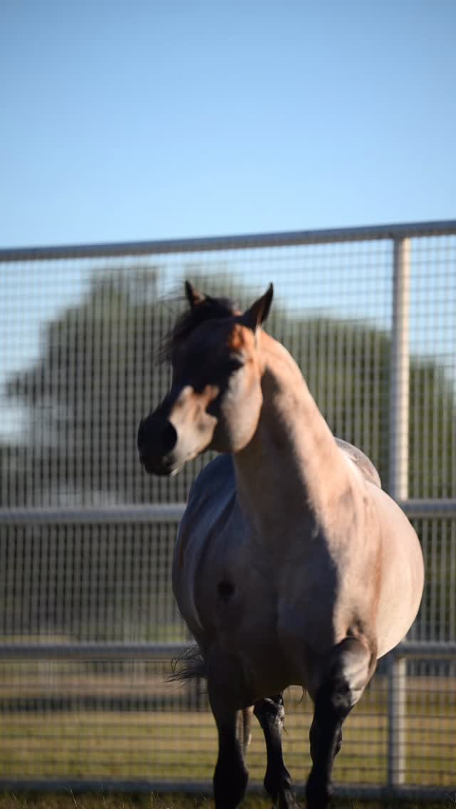 ๐ฅ METALLIC MALICE ๐ฅ sire of earners of over $617,000 standing at @ee_ranches
Homozygous Roan - 6 Panel N/N
#horsesofinstagram #horses #horseriding #horselove #equestrian