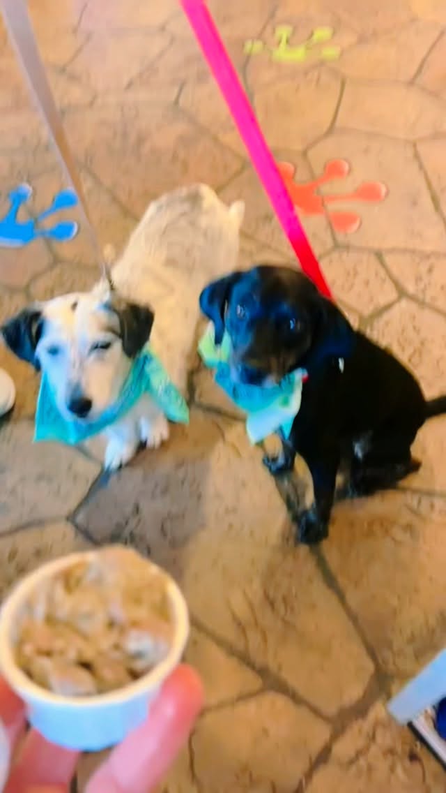 Tastes by Taz and Doggie Froyo are the perfect refueler for your pup after the Greenville Humane Society’s Muttstrut. 🐕🐩🐕🦺🐾
#muttstrut #rescuedogs #tastesbytaz #doggiefroyo
