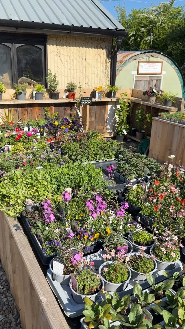 Mole end plants basking in the sunshine @theantiquevillagedevon #plants #forsale #plants🌿 #herbs
