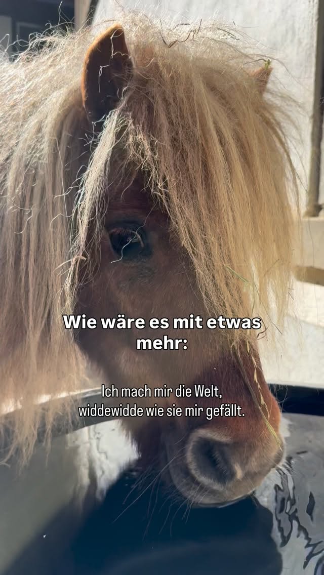 Warum nicht einfach öfters Pippi sein? ☺️
#pippilangstrumpf #lebenshof #tierliebe #ponyliebe