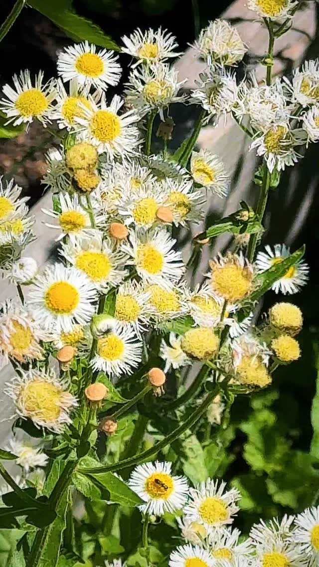 ✨🌼 Happy Monday from @apothecary.addict — Today’s Feature: Fleabane 🌼✨
Making another fresh infusion today—fleabane gathered yesterday from my own land, harvested gently and with care.
Steeping now in organic extra-virgin olive oil, drawing out the plant’s gifts the slow way.
Historically, fleabane was valued in folk herbalism for its cleansing, calming, and astringent nature. When infused into oil and used topically, it has long been appreciated to help soothe dry or irritated skin, tone the surface, and comfort areas of minor inflammation.
I love transforming what grows freely around us into something useful, beautiful, and healing.
From field to jar 🌿🫒🜃
#fleabane #herbalinfusion #wildcrafted #plantmedicine #herbalapothecary