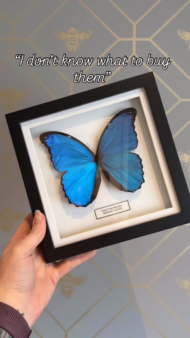 We’ve got plenty to choose from!
#naturalhistory #entomologyart #entomologyforsale #framedbutterflies #taxidermyforsale