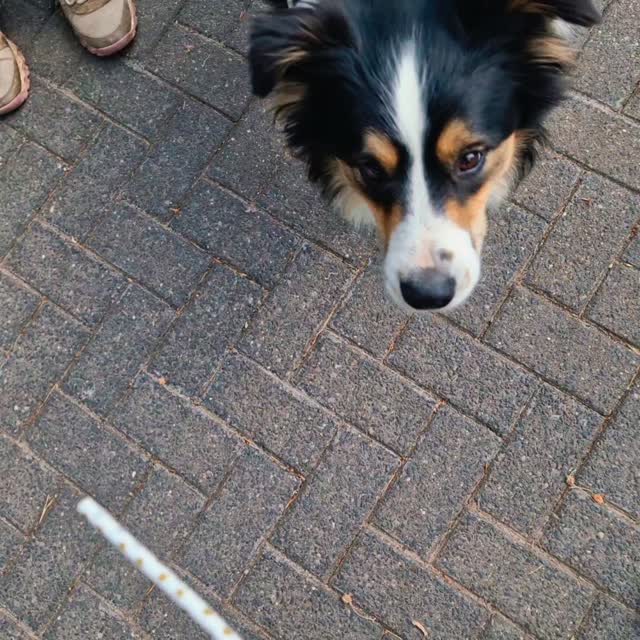 We had some great puzzles to solve #mantrailing at #Didsbury today! As well as handler amazement!
Charlie kicked off, chasing scent around the park, eliminating back tracks and other challenges before crossing into a nearby residential area. His runner was hidden behind some buildings with one way in (the long way) but it wasn't too long before he got through. Funny watching him almost on top of the runner trying to work out where the scent was coming from and a great reminder that our dogs need that confirmation of a unique scent match before they have succeeded. Charlie always gives it his all and today was no exception! Well done Team Charlie 👏 👍 🙌
Team Bonnie were given an interesting problem too. It's not always our dogs that are part of the problem-solving and it's fair to say both members of this team initially seemed a bit confused to find themselves back where we started... how can that be? Casting around they kept at it, narrowing down the pesky runner hidden in our car! No-one was going crazy after all! Well done Team Bonnie, a lot to work through today 👏 👍 🙌
Team Nell started with a multi-directional start with a twist, a bag of breath as the scent article... with one opportunity to get the scent, Nell was off in the right direction confidently making great choices on ground scent before finding a ball that another dog had lost. It was obvious from the look on our handler's face that this was bad news as Nell is a ball-obsessed collie. Then the magic kicks in, without cue or interference, Nell took one quick sniff of the ball as if it were a clue for her runner's whereabouts and headed nose down on her way. Fair to say Team Nell's handler was stunned 😆. Then a tricky puzzle to solve (a very long way around for a one-way hide) done perfectly. Great job Team Nell 👏 👍 👌
Mantrailing is puzzle solving using our dogs primary sense of smell.
Post your tired dog pix in the comments!
Find out more at www.dogtrailing.co.uk