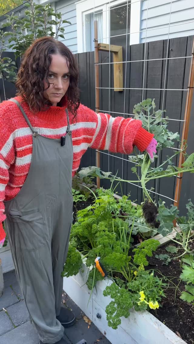 Sometimes the best garden advice I can give is simple. Rip them out and replant. See face>not happy
If your brassicas are getting destroyed by caterpillars, there comes a point where you stop fighting pest control the hard way and just reset the vegetable garden.
Replant now while it is still autumn planting season and the soil is warm.
✔️ Accept you do not have time to pick off 20 caterpillars a day.
✔️ Follow the garden tips in the video.
✔️ Next season (early autumn) use cloches or netting early so the butterflies cannot lay eggs.
✔️ Remember you cannot beat nature’s plan to reproduce.
Everyone’s gardening journey is different. This is just my experience from 20 years of DIY gardening. And yessssss, we all forget sometimes or get too lazy to put on the dang cloches and remove those dang eggs! Garden fails are a thang.
Get ya side sprouting broccoli now ! @mitre10hamilton and I planted a cheats way…popped a few handfuls of @tuigardenandhome pot power in the brassica hole. Or use veggie mix…because we always plant into nutritious soil 🫶🏽
Planted into my @wickingbedsnz of course