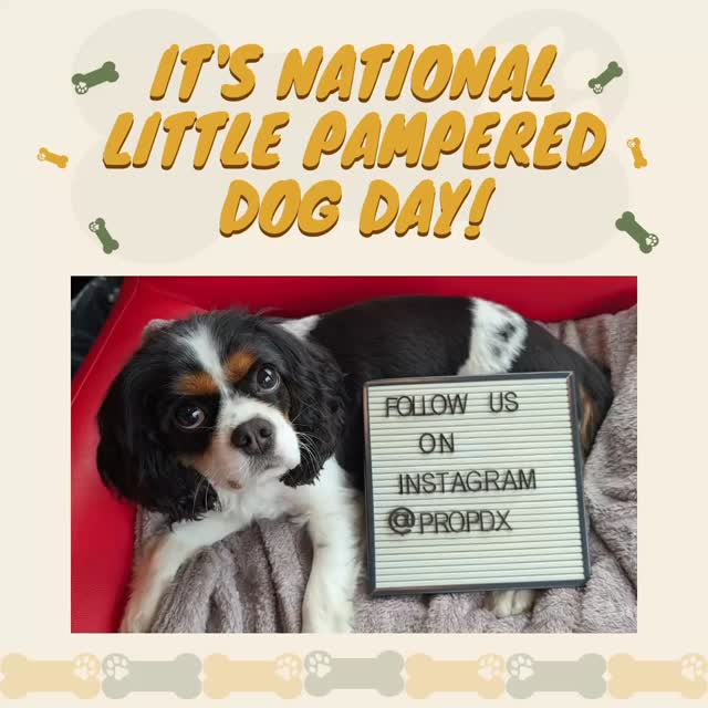 🐾 It’s National Little Pampered Dog Day🐾
Meet Leah — our part time shop dog and greeter here at Profesional Auto Body & Paint 🐶
She’s always ready with a wagging tail and a warm welcome for every customer who walks through our doors🚪
Around here, pets aren’t just allowed — they’re part of the family. Leah takes her job seriously, making sure everyone feels comfortable, welcomed, and just a little more at home 🏡
For nearly 3 decades, we’ve proudly served the Portland Metro & Vancouver area as a locally owned, independent auto body shop. Since 1997, we’ve been committed to caring for our customers, our community, and yes… even your furry companions 🩷
Today we’re celebrating Leah and all the joy she brings to our shop every day 🐾
If you stop by, don’t forget to say hi — she’ll be the one wagging her tail!
#nationalpampereddogday
#shopdog
#petfriendly
#doglovers
#supportlocal