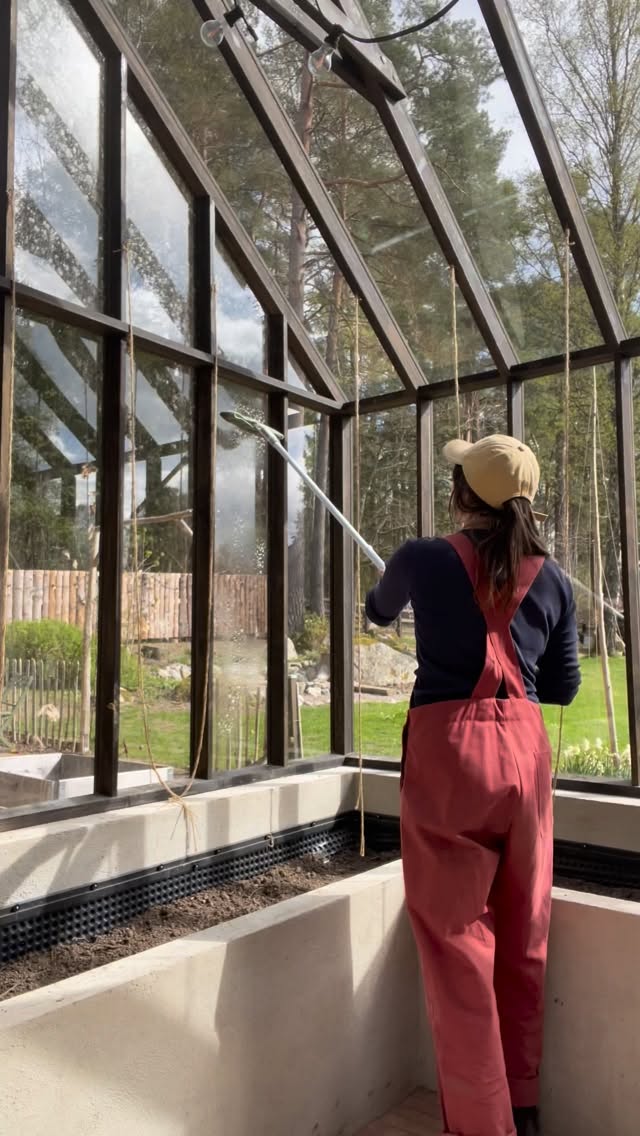 Vilken helg! Först föreläsning på Haga Slott, hur kul som helst! Sen blev det ut i trädgården. Eller, egentligen inte så mycket trädgård. Men en välbehövlig fönsterputs i växthuset och diverse övriga fönster på vårt hus. Åkte runt halva stan för att leta reda på en fönsterskrapa med teleskopskaft när det visade sig att det fanns ju ett perfekt utbud på närmsta matbutik. Hur som, det är svårslaget den tillfredställelse en får av att putsa väldigt smutsiga fönster 🤤 Hann även med att skola om lite tomater och skicka på lite koskit på nån rabatt.
Nu måndag och projektet på @haga_slott fortsätter! 🥳