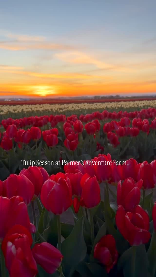 Good news Eastern Washington!! We are officially extending the Inland Northwest Tulip Fest here at Palmer’s Adventure Farm through May 3rd. I mean…look at these blooms 😍! Come join us for tulips, festival food, photo ups, and attractions! We hope to see you there.
Open Friday - Sunday
Visit our website for festival hours, more information, and discounted tickets: palmersadventurefarm.com
📍 Palmers Adventure Farm
576 Rd O NE, Moses Lake, Washington.